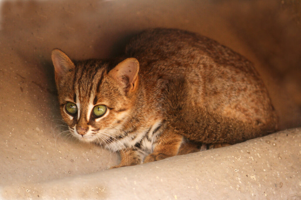 Rusty_spotted_cat