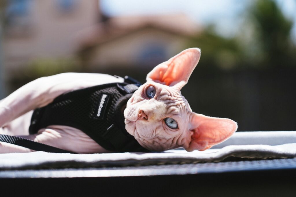 Sphynx Cat
