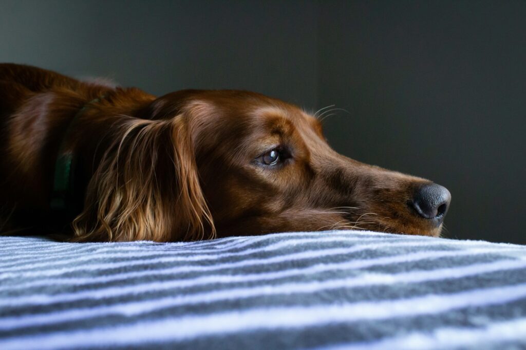 Sad Irish setter