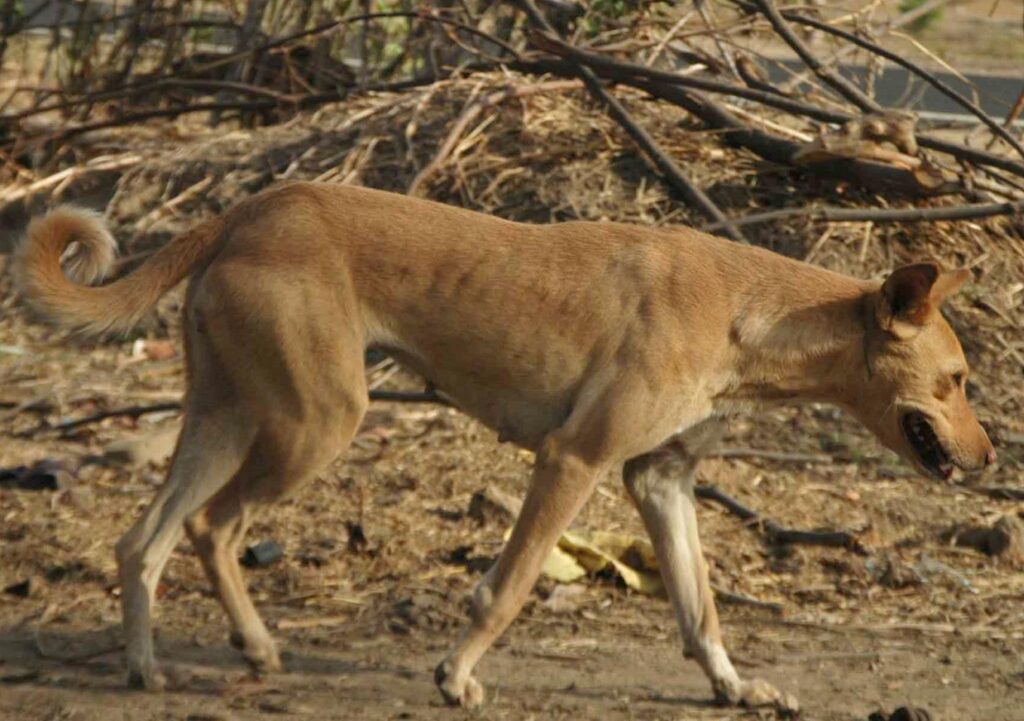An Indian Pariah Dog