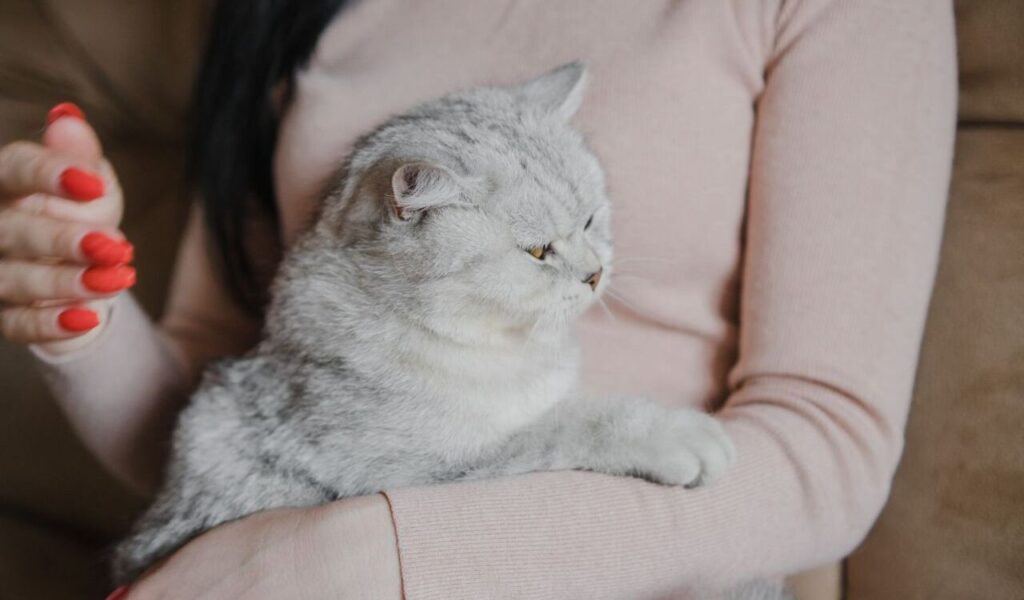 A fluffy Scottish Fold cat resting on a person's lap.
