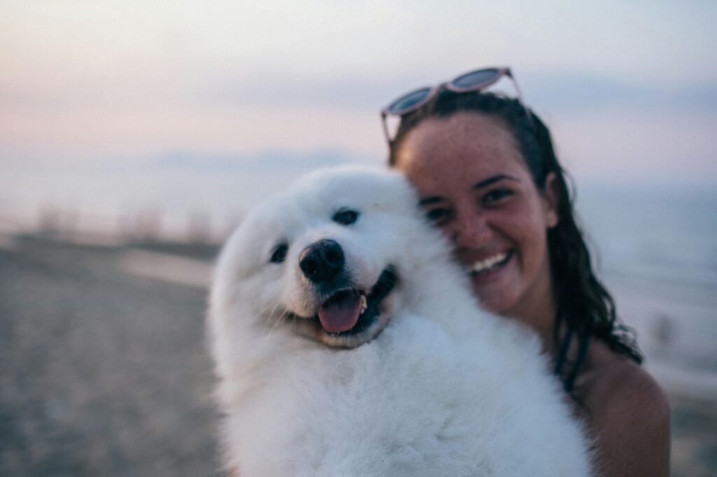 Samoyed
