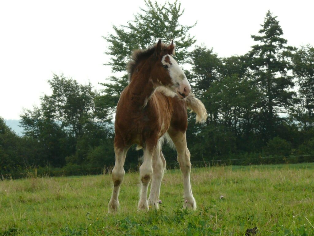 Horse Foal