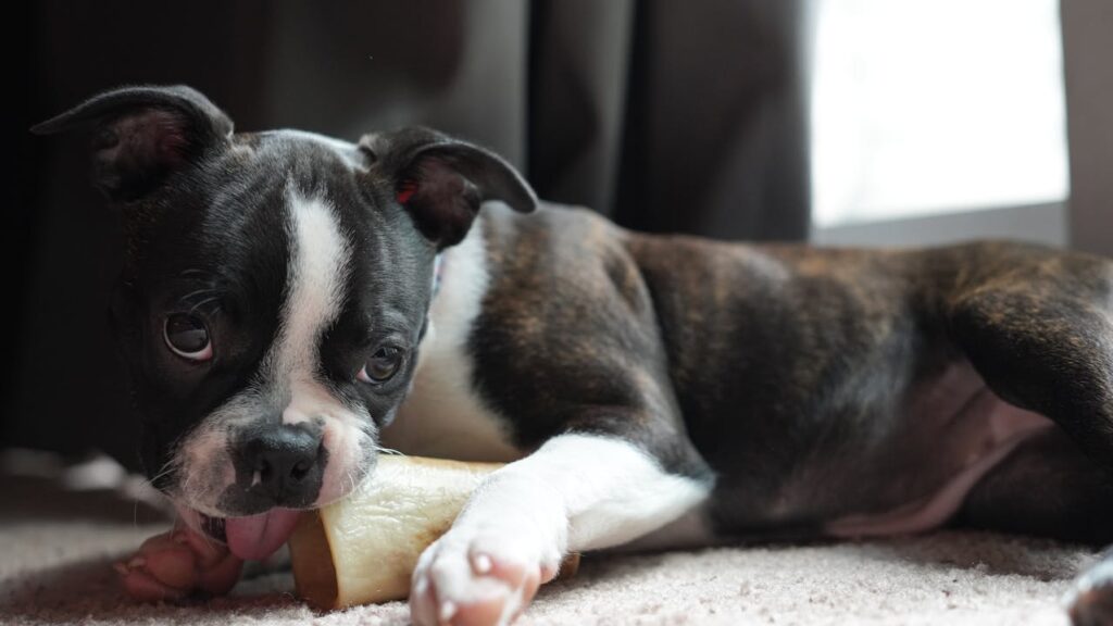 Rawhide Bone Chew Dog