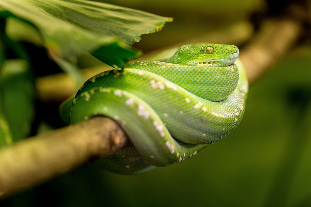 A green tree python