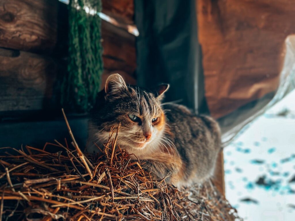 Farm Cat