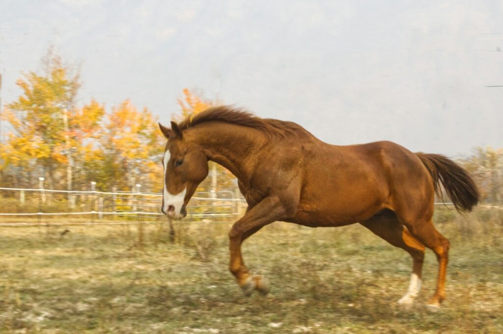 American Quarter Horse