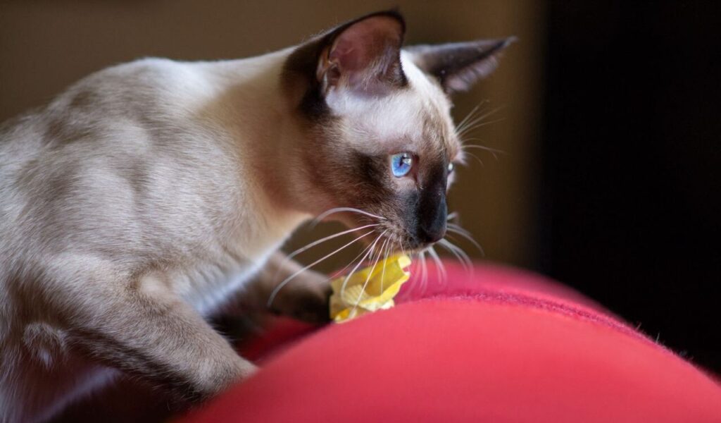 A Siamese cat with blue eyes