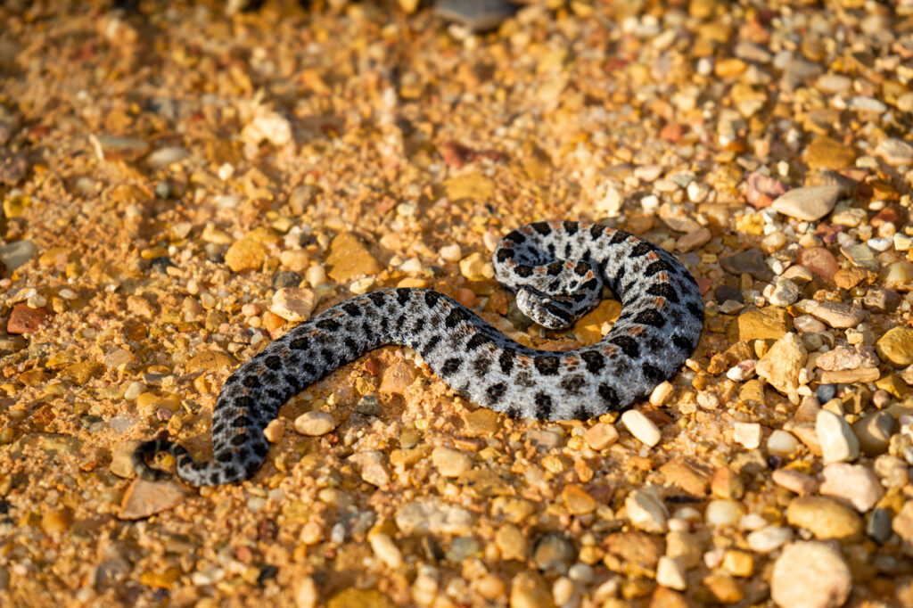 Pygmy Rattlesnake