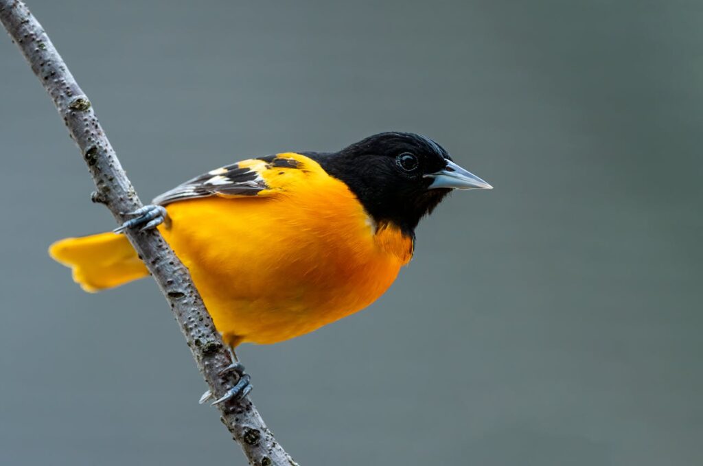 Baltimore Oriole