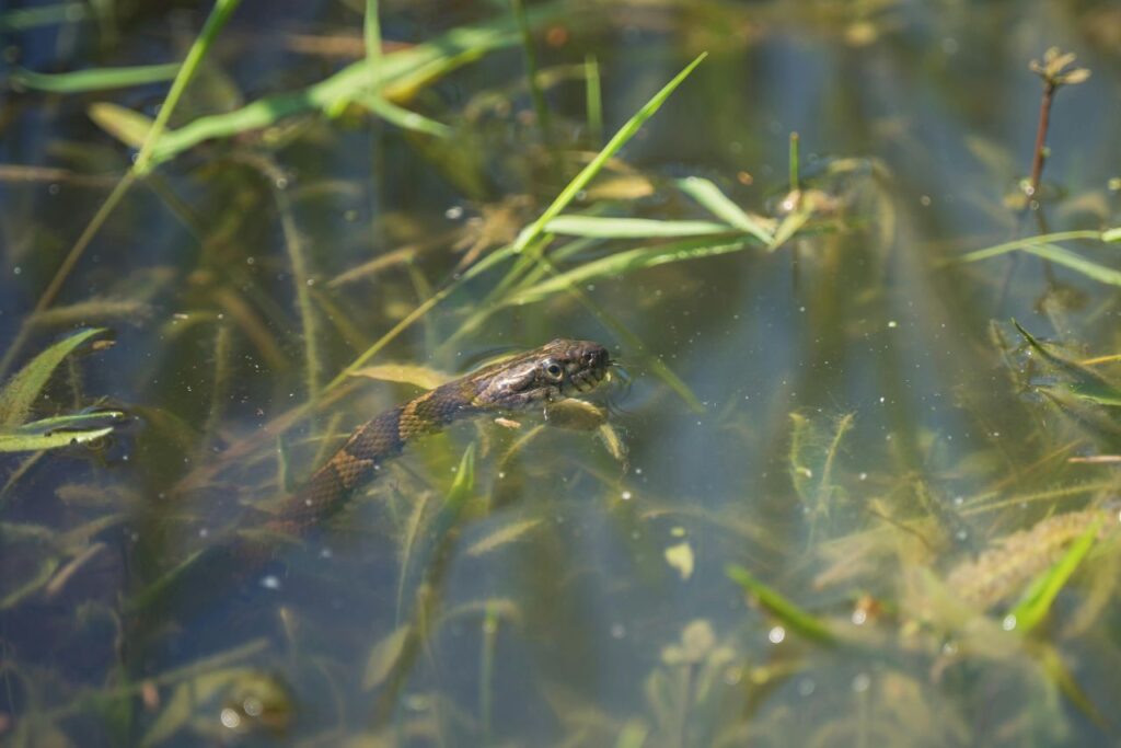 Snake in Water