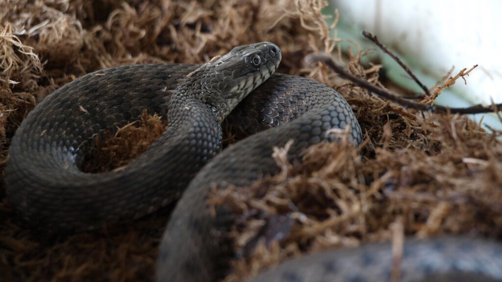 The snake in a terrarium