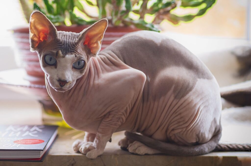 Sphynx