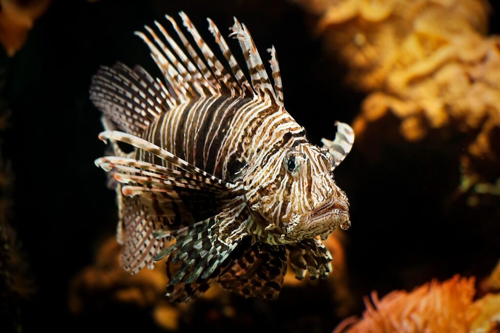 A Lionfish in an aquarium