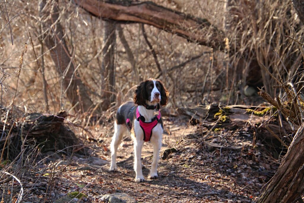 Springer Spaniel