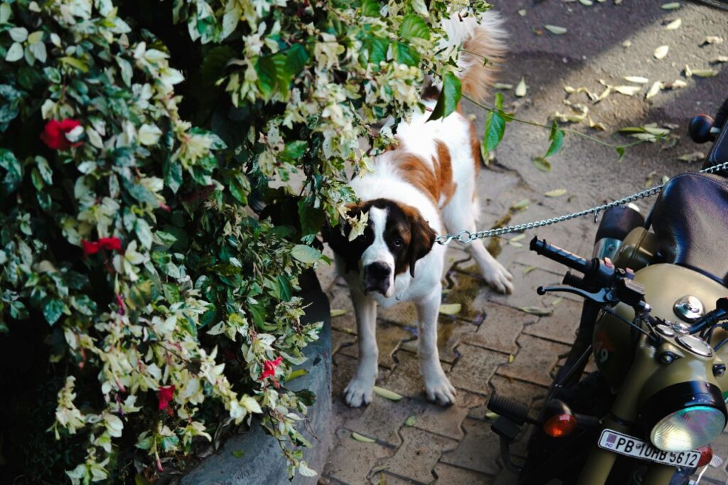 St Bernard