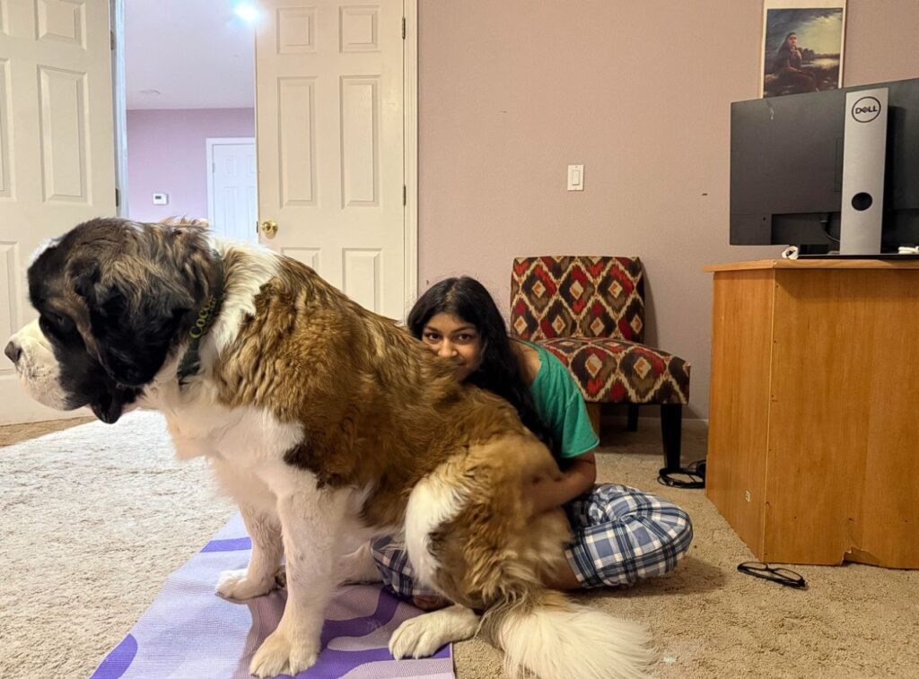 St Bernard on lap