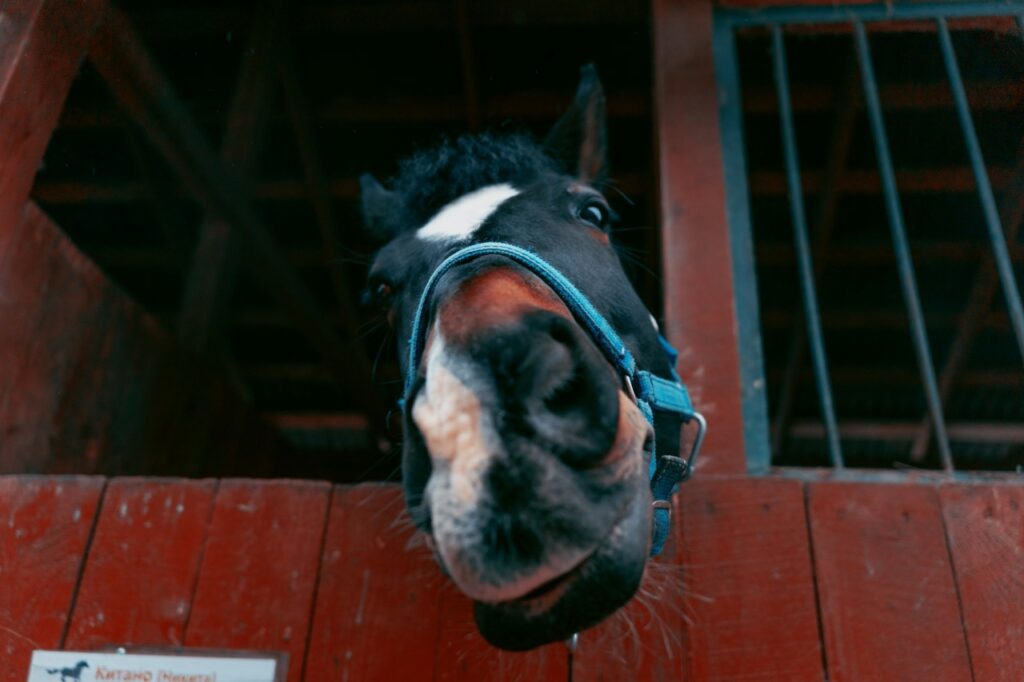 Closeup of a horse