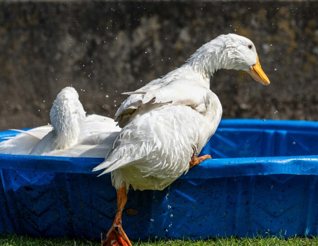 Two Ducks Bathing