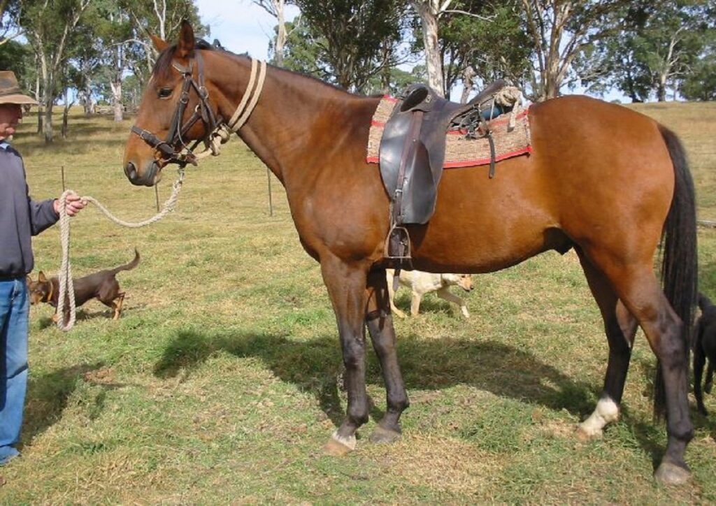 australian stock horse/stock horse
