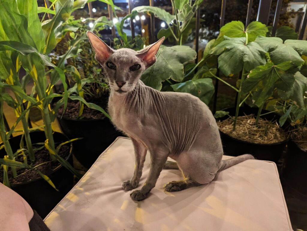 Peterbald