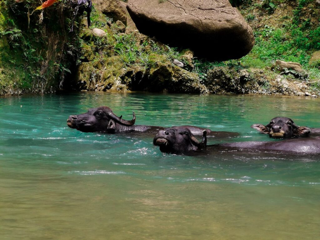 Water Buffalo