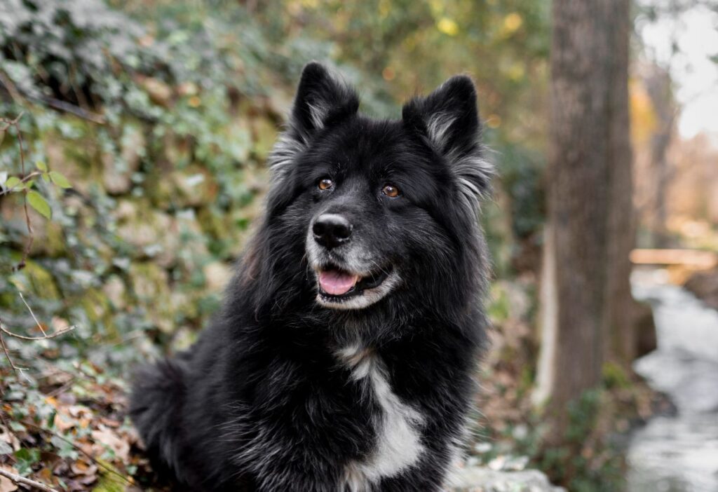 Swedish Lapphund