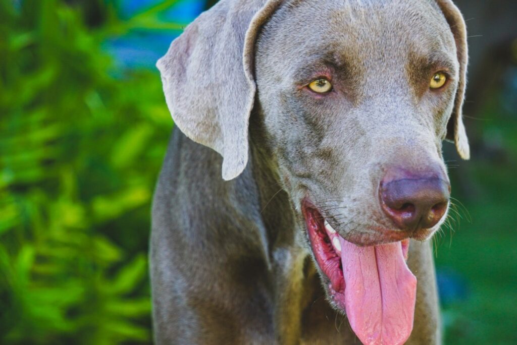 Weimaraner