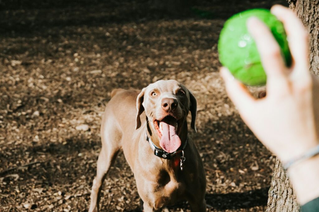 Weimaraner playing