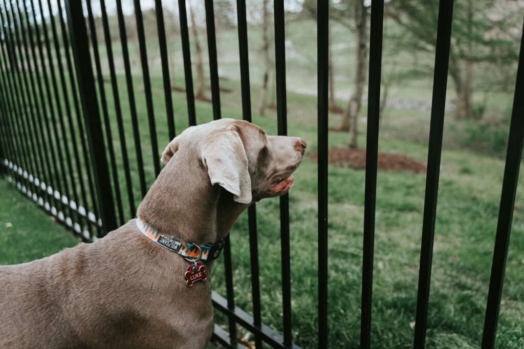 Dog fence