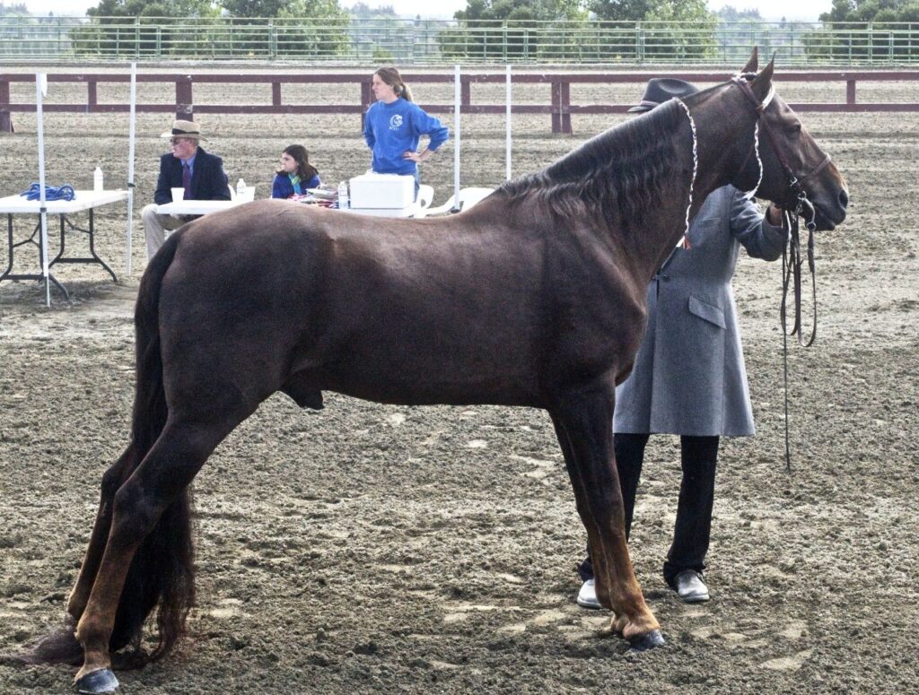 Tennessee walking horse