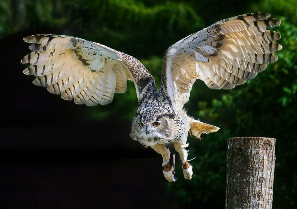 Owl Prey