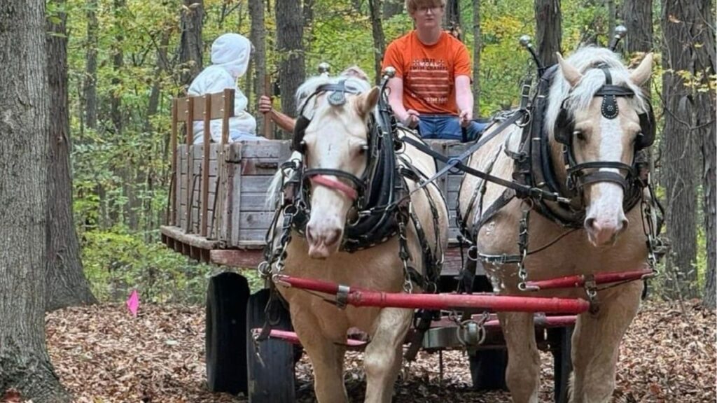 American Cream Draft Horse
