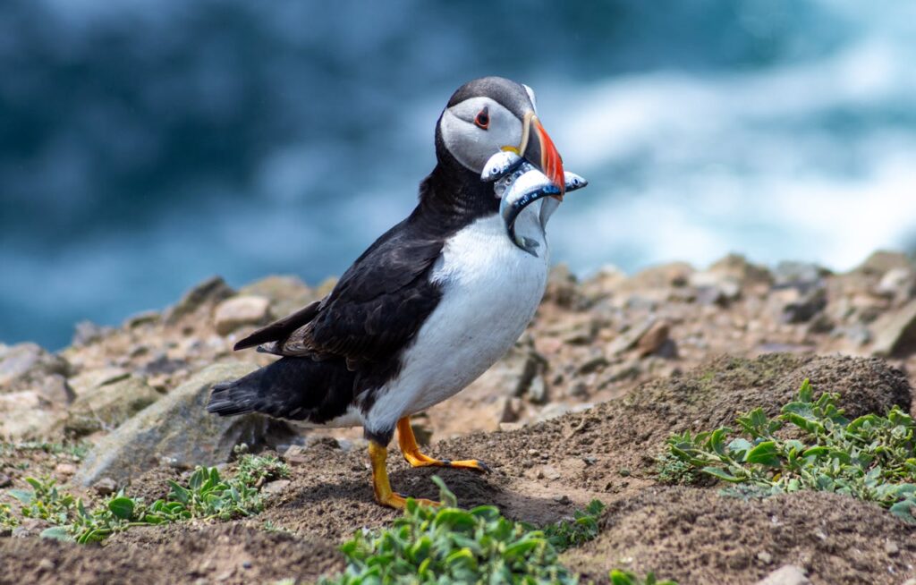 Atlantic Puffin Bird with Fish