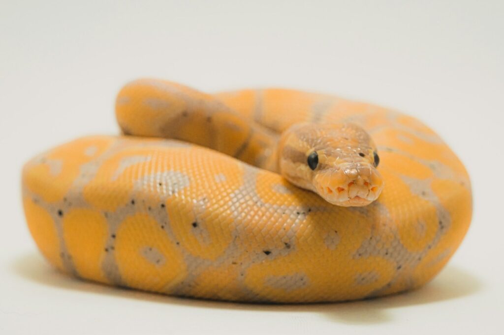 ball python