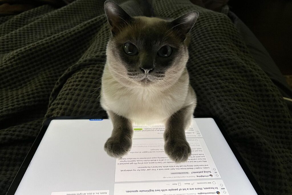 Tonkinese Cat