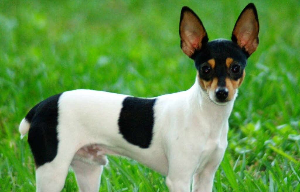 Toy Fox Terrier standing on green grass.