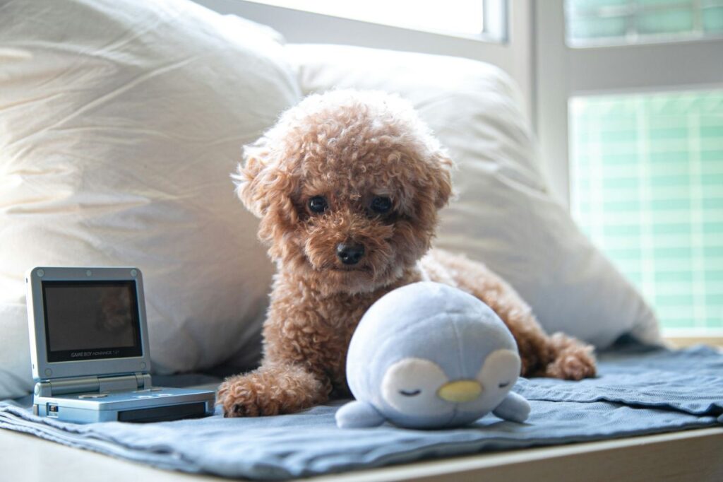 Toy Poodle