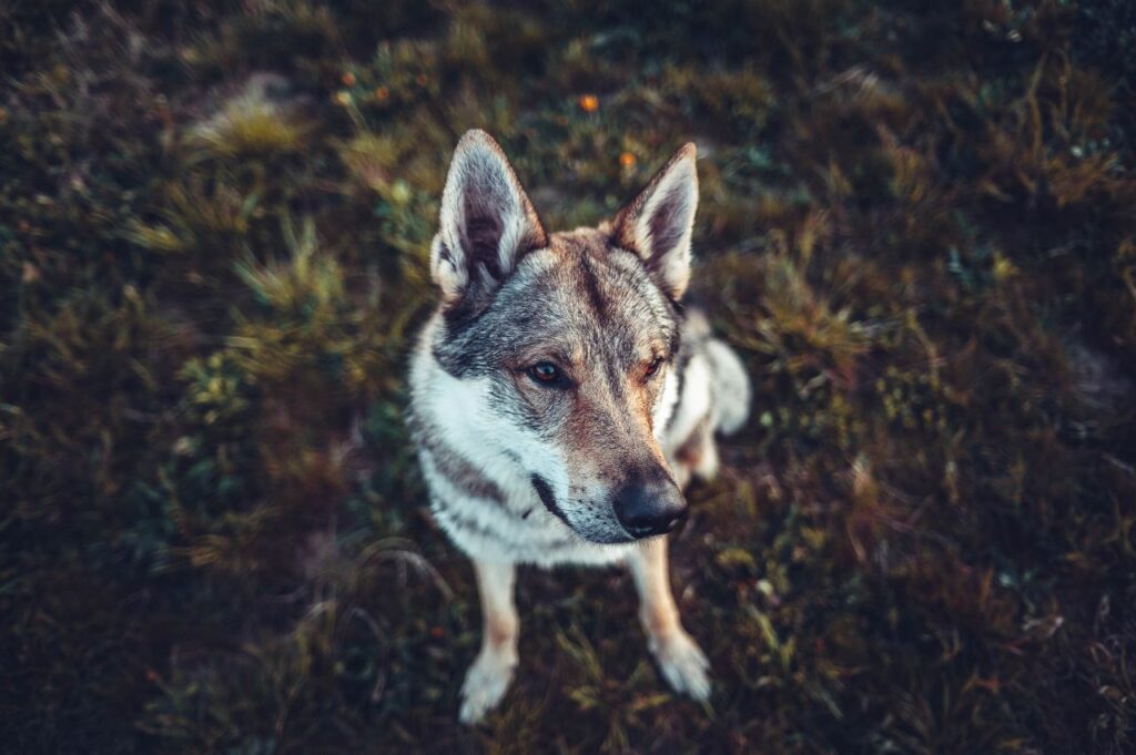 Training wolf dog