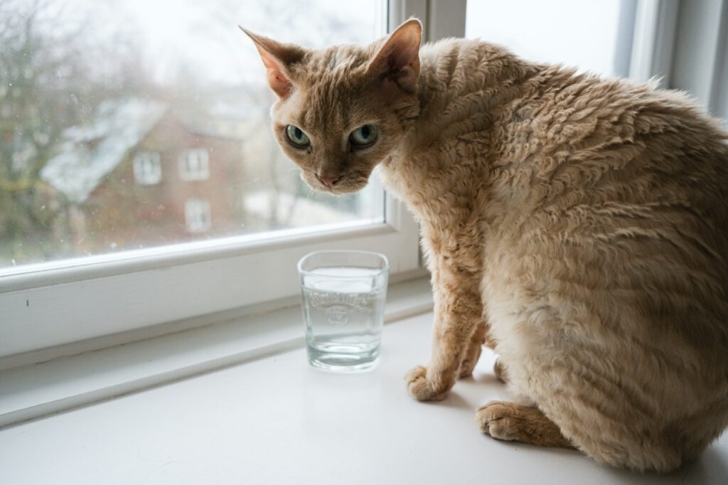 Devon Rex