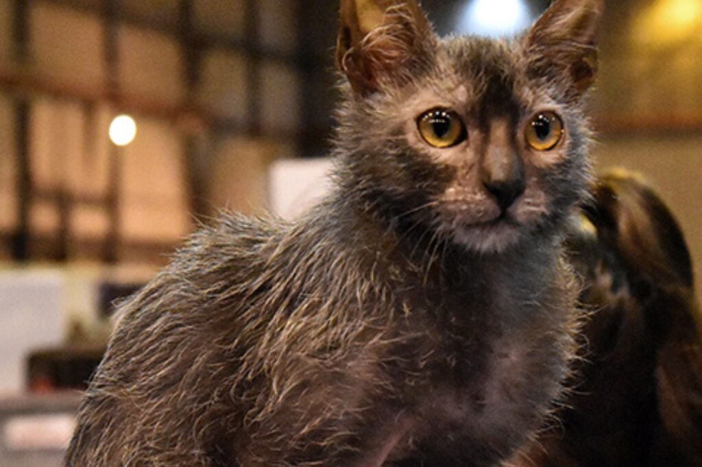 Lykoi