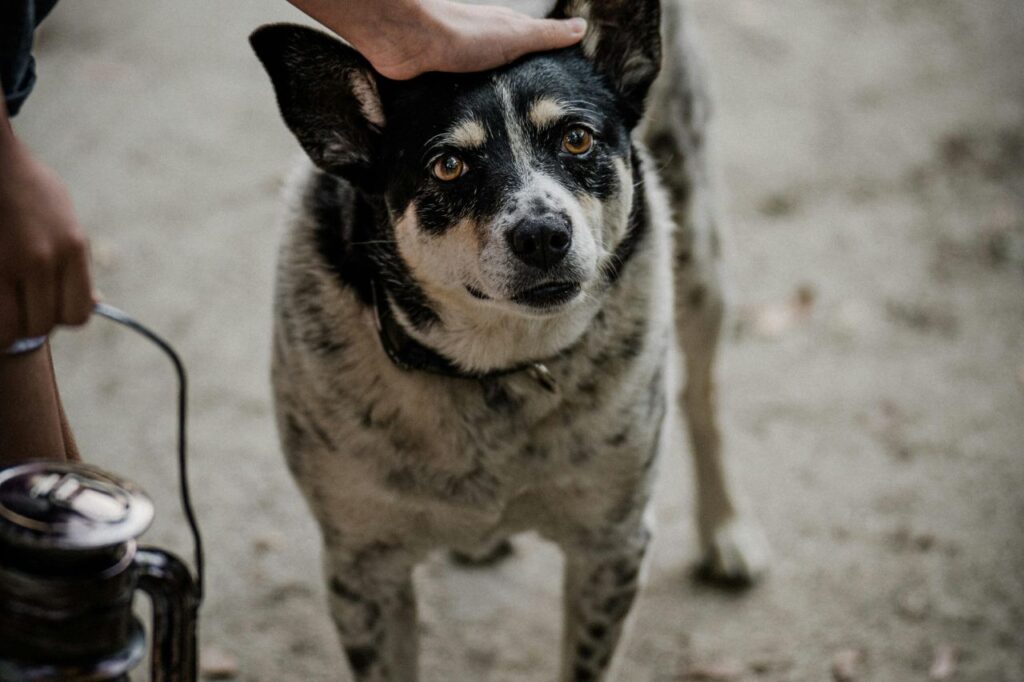 blue heeler