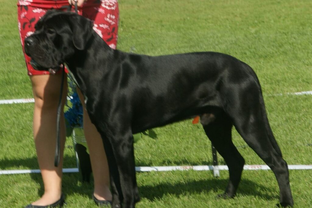 cane corso