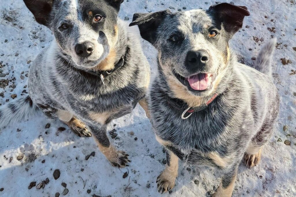 Australian cattle dog