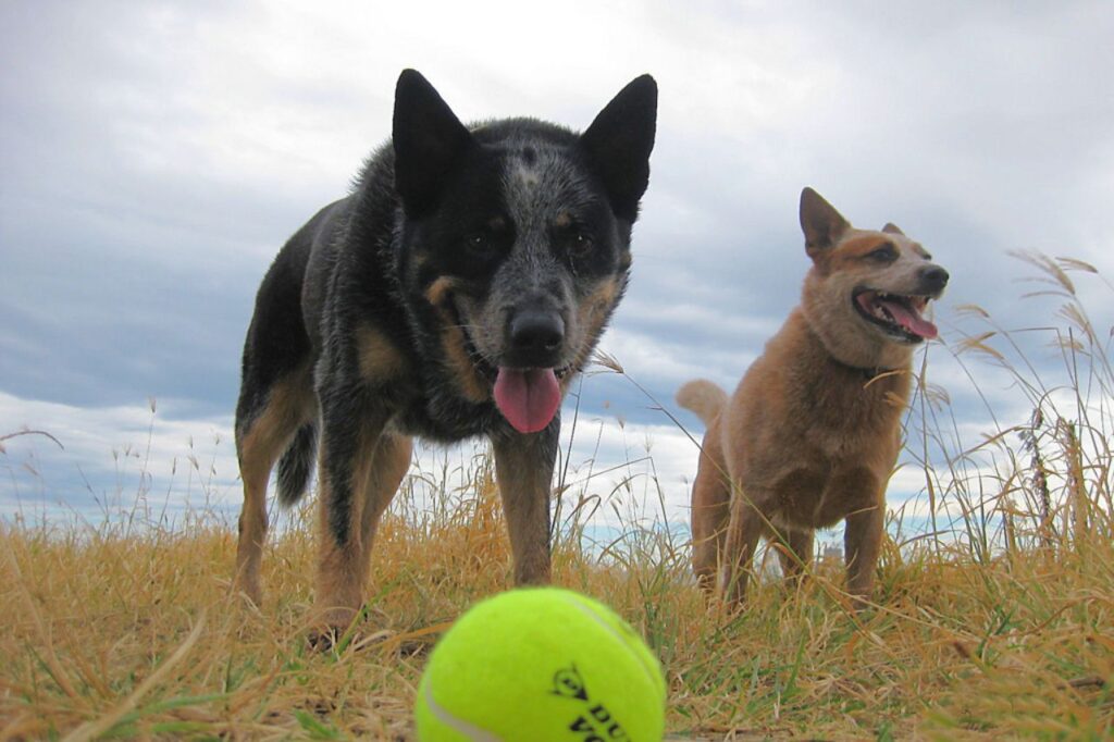 Australian cattle dog