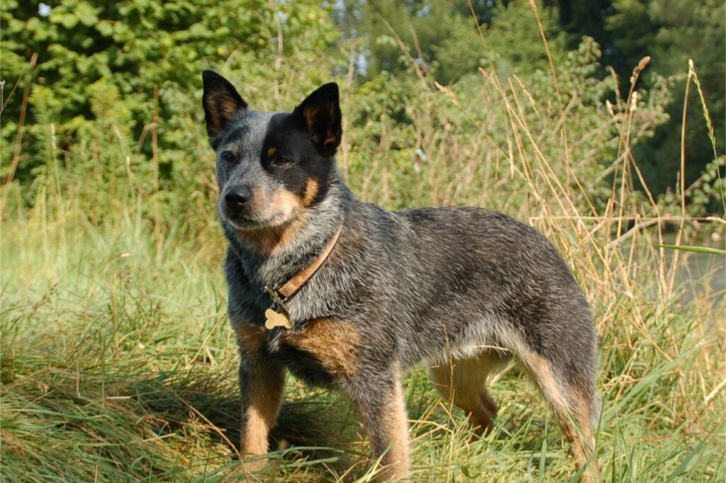 australian cattle dog