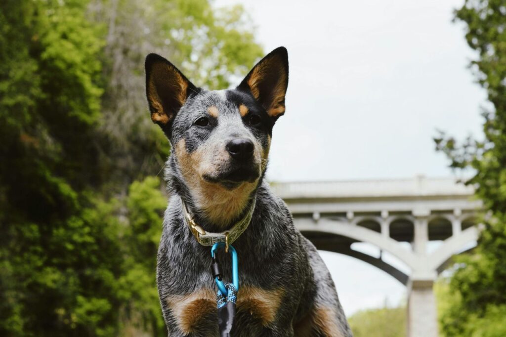 australian cattle dog