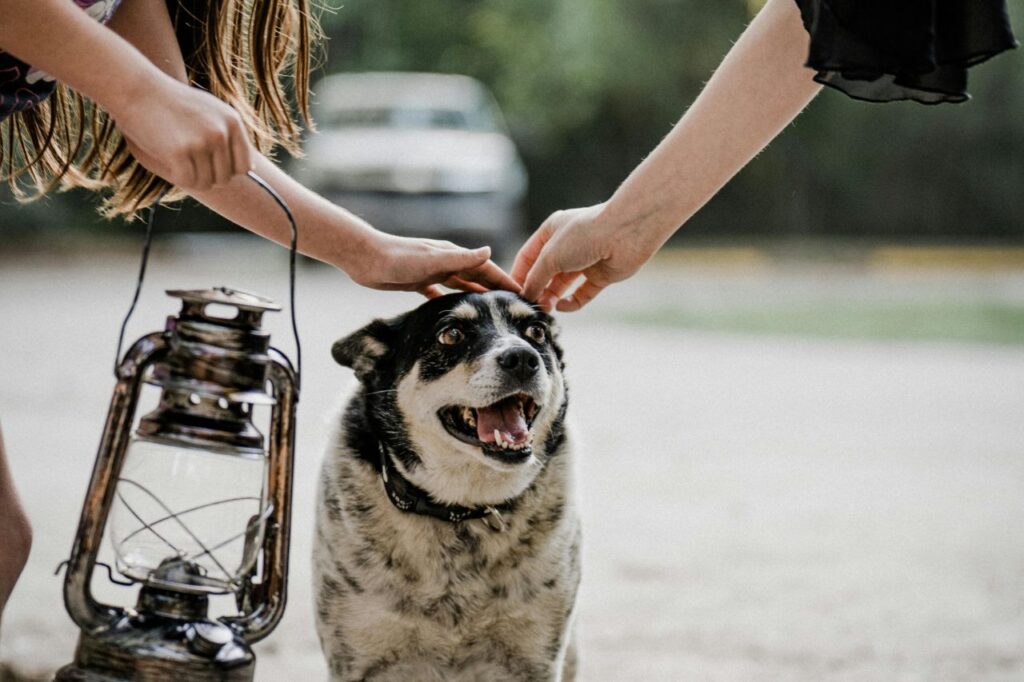 australian cattle dog