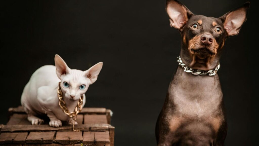 Cat and dog territory