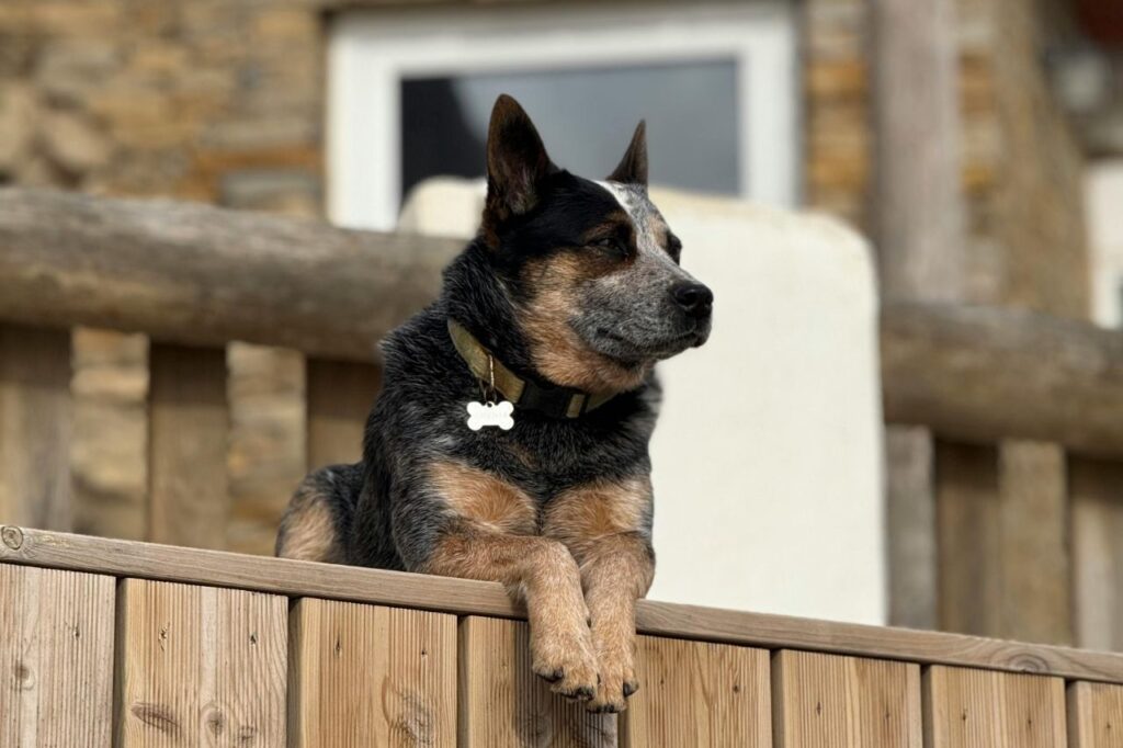 australian cattle dog